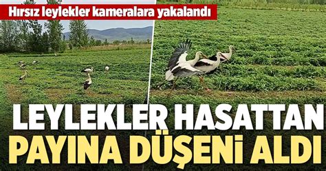 LEYLEKLER HASATTAN PAYINA DÜŞENİ ALDI | Denizli Yeni Olay Haber