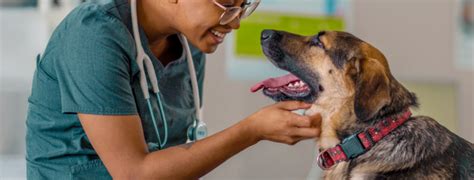 Homepage | Braden River Animal Hospital