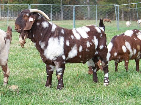 Boer Goat Breed In Nigeria at Gregory Moore blog