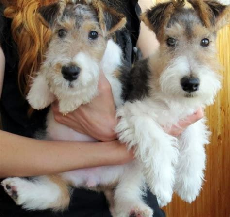 Wire Haired Fox Terrier vs Schnauzer - Breed Comparison