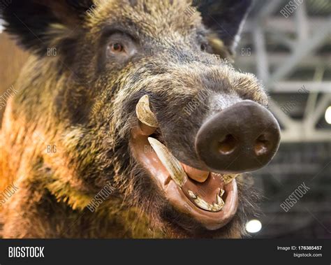 Wild Hogs Animal Teeth