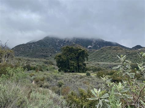 The McFall Oak at the Deukmejian Wilderness Park : r/socalhiking
