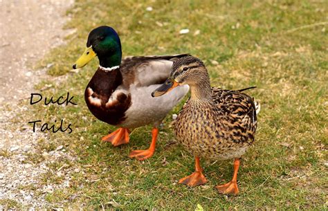 Do Ducks Mate for Life? - Pumpjack & Piddlewick