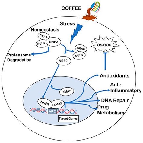Health Benefits of Coffee Consumption for Cancer and Other Diseases and ...