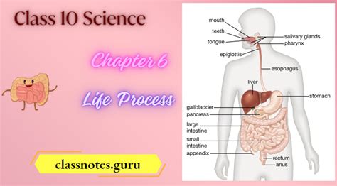 Image result for Class 10 Science Chapter 6 Notes