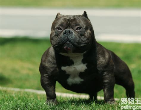 美國最受歡迎的狗，小鋼炮惡霸犬的爆發力，驚到小皇帝詹姆斯 - 每日頭條
