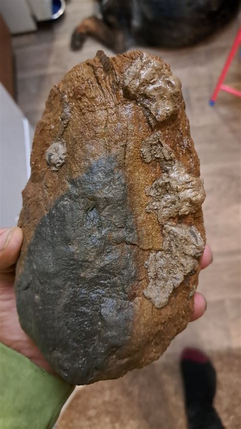 what's up with this fossil? looks like mud but doesn't come off : r/whatsthisrock
