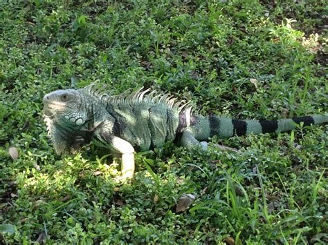 Iguana at Quinta de San Pedro Alejandrino, Santa Marta, Colombia
