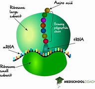 Ribosome 的图像结果