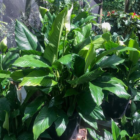 Caring for Peace Lily - Indoor Plant Addicts