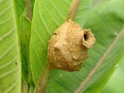 Image result for Wasp Nest On Window