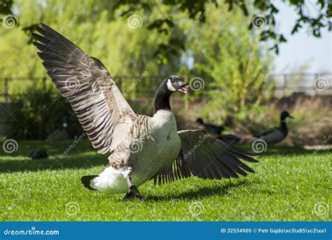 Rezultat imagine pentru Goose Attacks