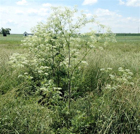Fall is a great time to control next year’s poison hemlock – Ohio Ag ...
