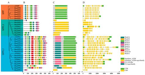 Genome-Wide Identification of the SPP/SPPL Gene Family and BnaSPPL4 ...