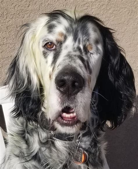 Shooter - Southwest English Setter Rescue
