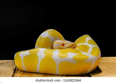 Snakes Python Cute 的图像结果