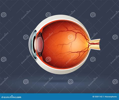 Human eye cross section stock illustration. Illustration of focal - 5501142