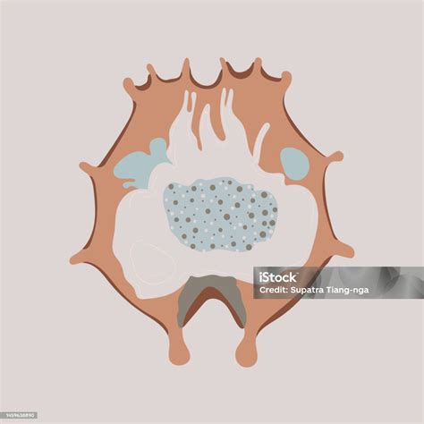 Rotifer Is A Small Zooplankton Stock Illustration - Download Image Now - Algae, Animal, Animal ...