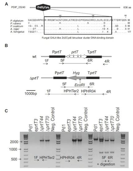 Functional and Pharmacological Analyses of the Role of Penicillium ...