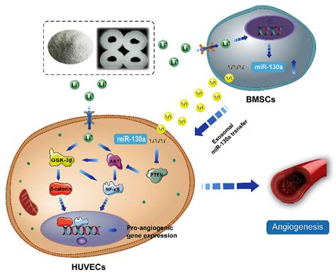 The Roles of Exosomes upon Metallic Ions Stimulation in Bone Regeneration