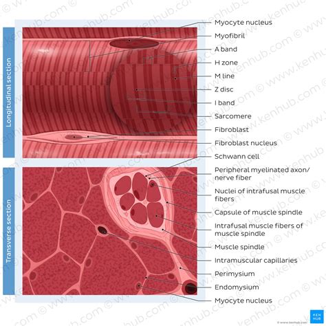 Skeletal Muscle Histology