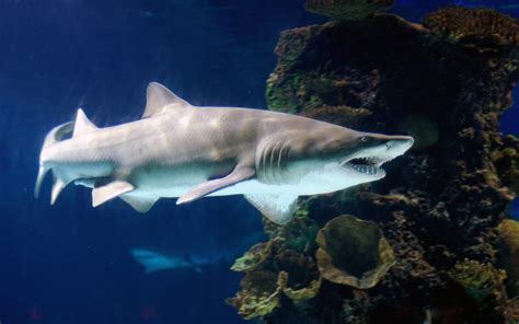 25 Incredible Tiger Shark Pictures in HD