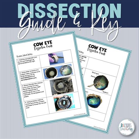 Image result for Cow Eye Dissection Tutorial