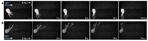 SPIM-Flow: An Integrated Light Sheet and Microfluidics Platform for ...