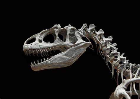 印度发现疑似恐龙尸体，当地科学家正分析其真身-搜狐大视野-搜狐新闻