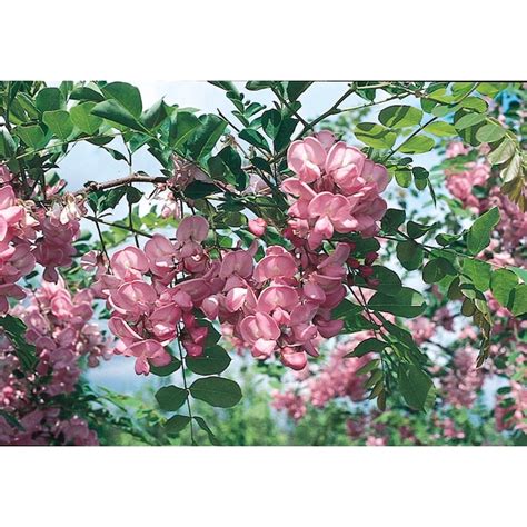 3.25-Gallon Pink Flowering Tree Purple Robe Locust In Pot (With Soil ...