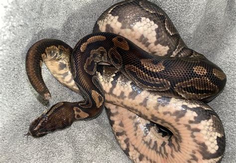 Image result for Red Spectrum Ball Python