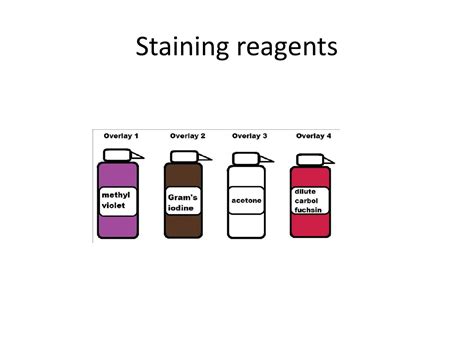 Biotechnology Lab Tools 的图像结果