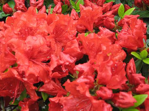 Types Of Azalea Shrubs at Josiah Perez blog