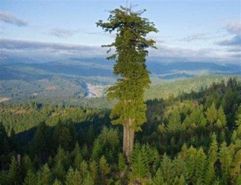世界最大的树，已经生长了两千年，直径可达11米，重达2800吨|雪曼|巨杉|将军_新浪新闻