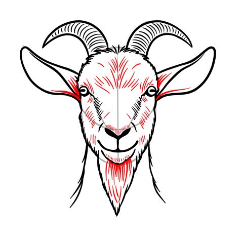 Step-by-Step Guide: How to Draw a Goat's Head Front View