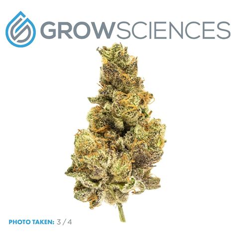 Grow Sciences: Strawberry Cream Cake | Leafly