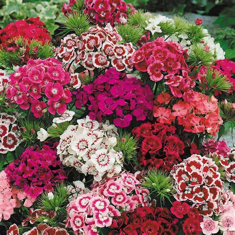 Dianthus For Sale | Sweet William Plants Sale