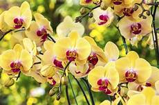 come coltivare fiori come coltivare le orchidee non sprecare come coltivare fiori come coltivare le orchidee non sprecare