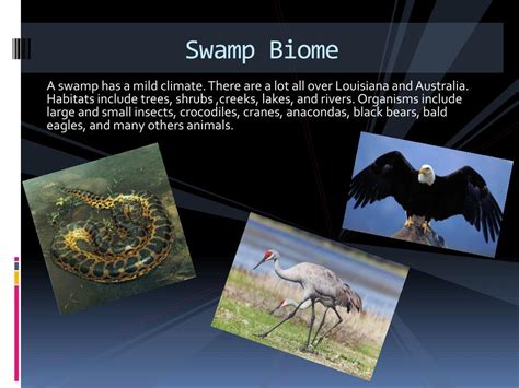 Swamp Biome 的图像结果