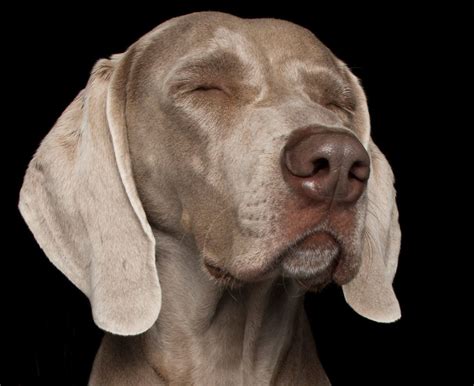 The Most Chilled Dog Breeds: Is Yours on the List?