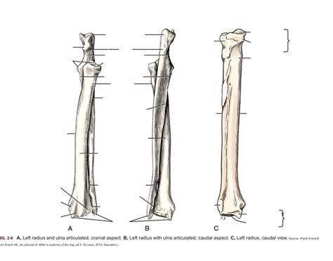 Left Radius (Cranial & Caudal Aspect, Caudal View) — Printable Worksheet