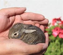 Image result for Wild Baby Bunny Newborn