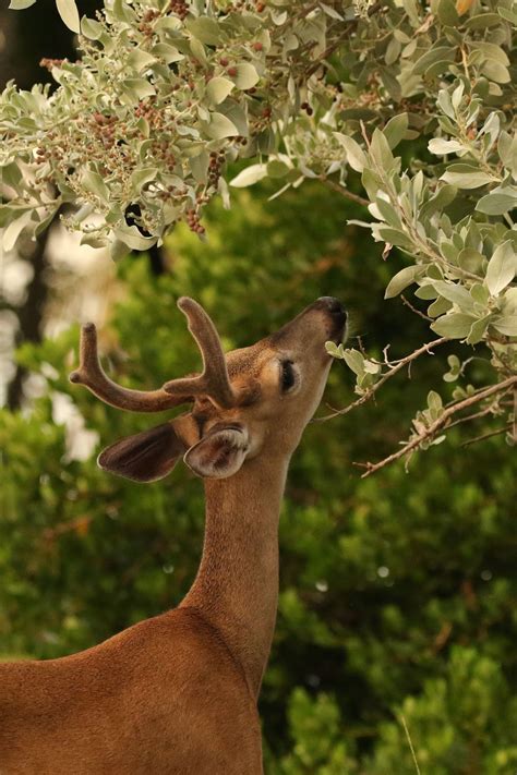 National Key Deer Refuge — Florida Keys Wildlife Society