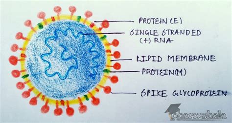 How does coronavirus affects human body? - Pharmshala