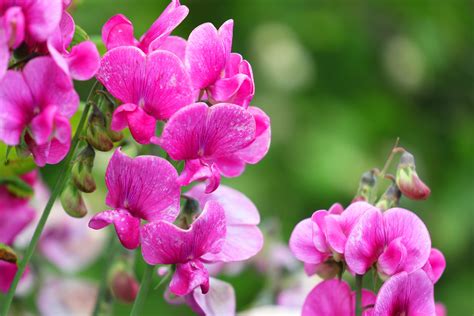 25 Best-Smelling Flowers for an Amazingly Fragrant Garden