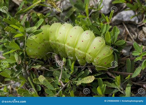 Large Chartreuse Green Polyphemus Moth Caterpillar with Red Dots Stock ...