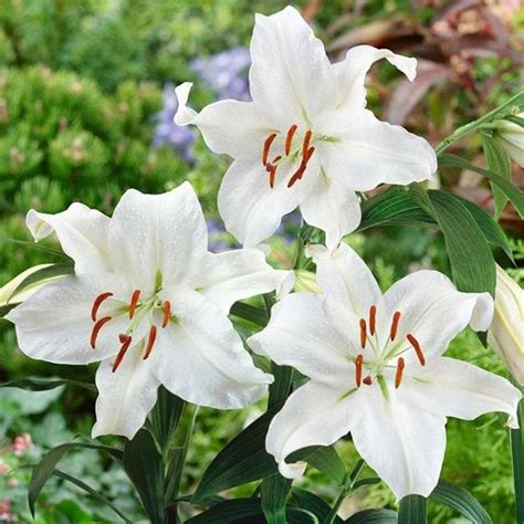 Buy Lilium, Star Lily (White) - Bulbs (set of 5) online from ...