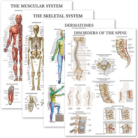 Buy 4 Pack - Anatomical Poster Set - Laminated - Muscular, Skeletal ...