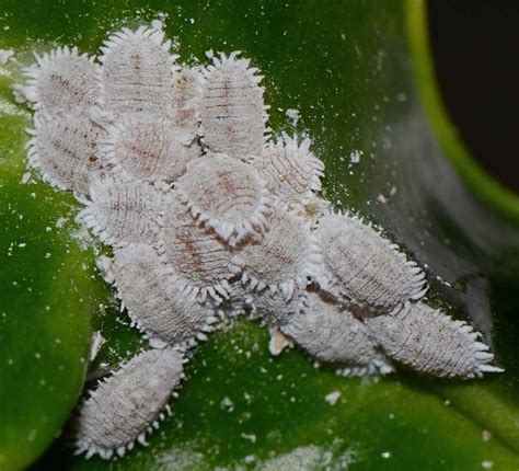 Insect Pests