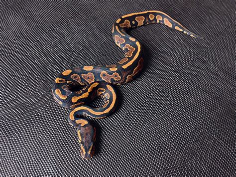 Image result for Pastel Red Stripe Ball Python